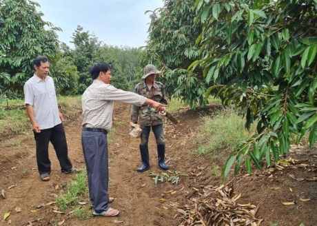 ÔNG VUA SẦU RIÊNG' VÙNG BIÊN