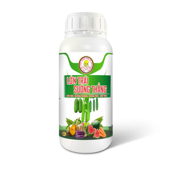 LỚN TRÁI SUÔNG THẲNG (1000ml)