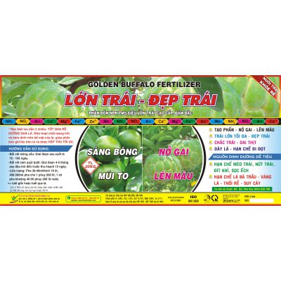 LỚN TRÁI - ĐẸP TRÁI