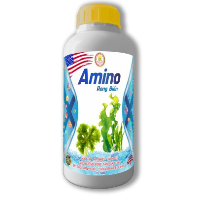 AMINO RONG BIỂN